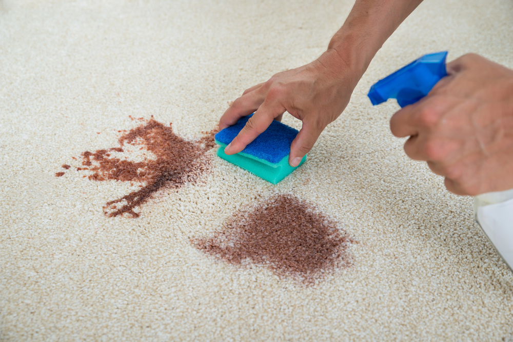 Stain & odor removal in Glen Cove